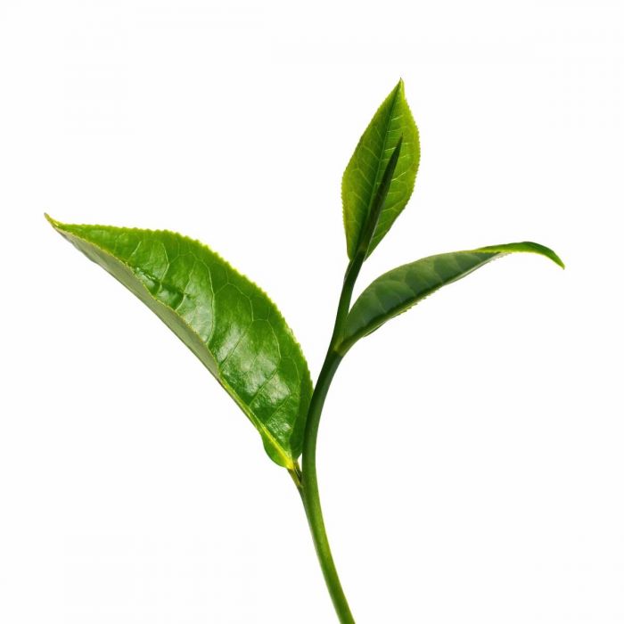 tea_tree